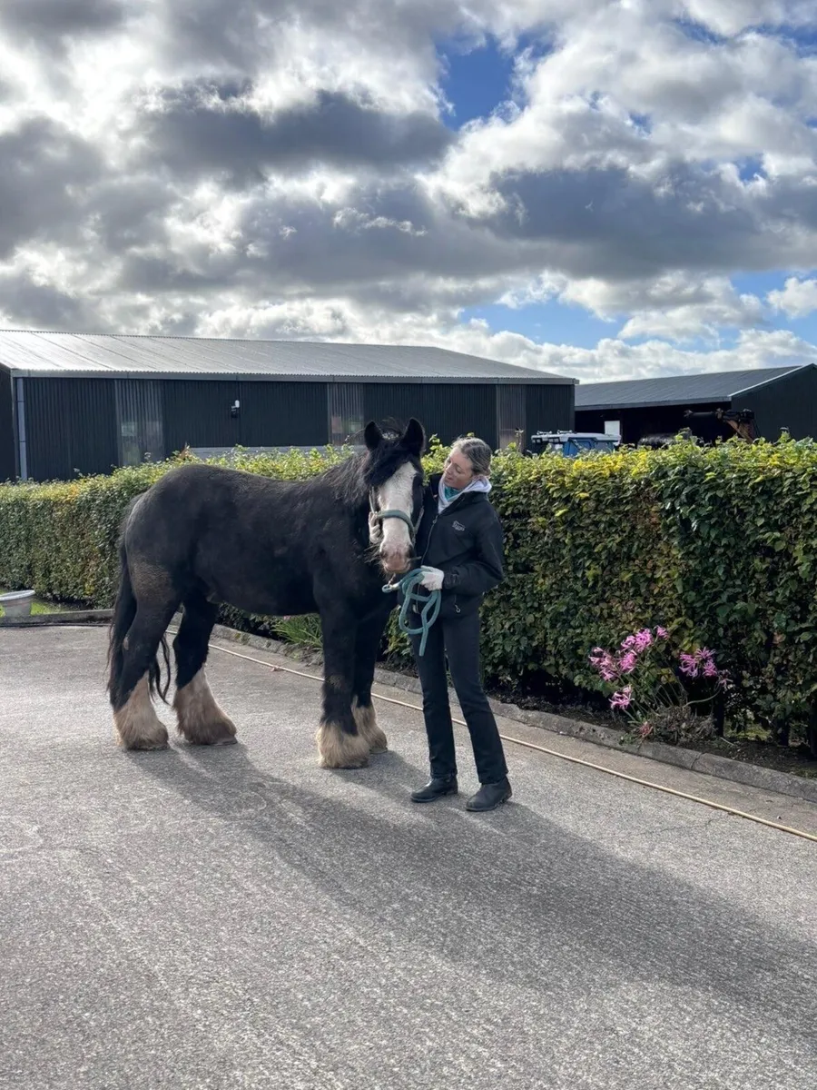Bomb proof horse - Image 3
