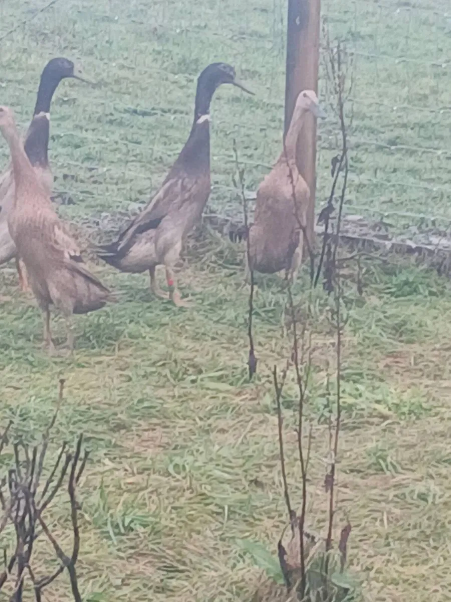 Hatching eggs - Image 1