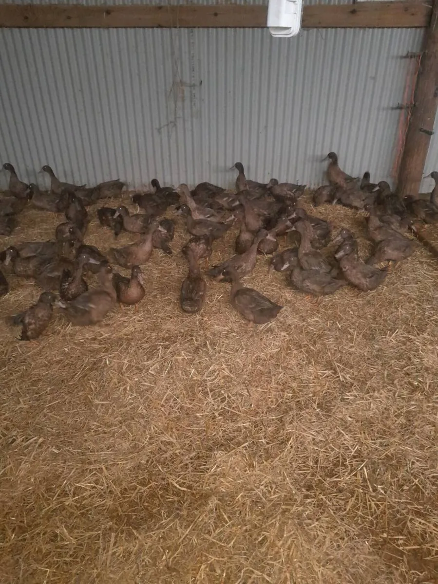 Hatching eggs - Image 3