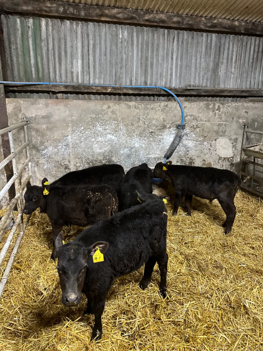 Reared angus calves - Image 2