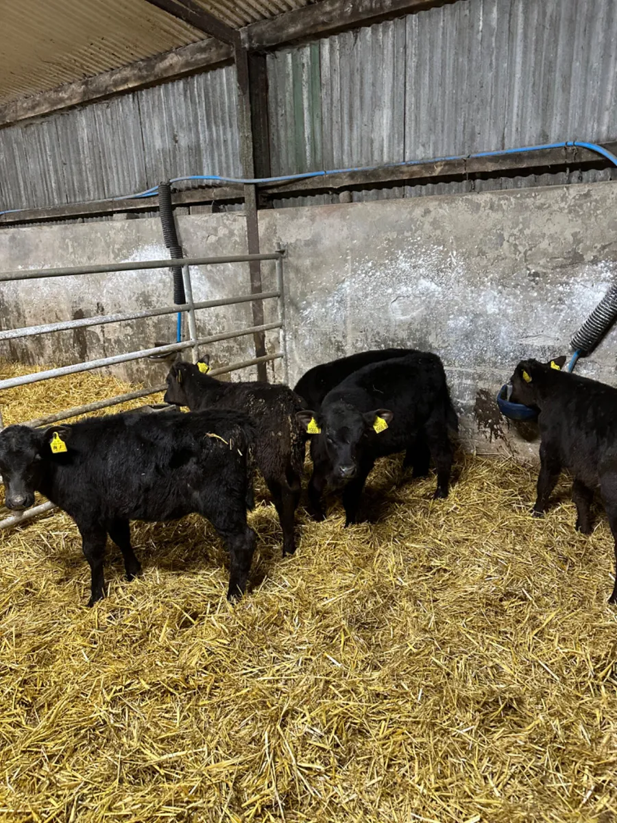Reared angus calves - Image 3