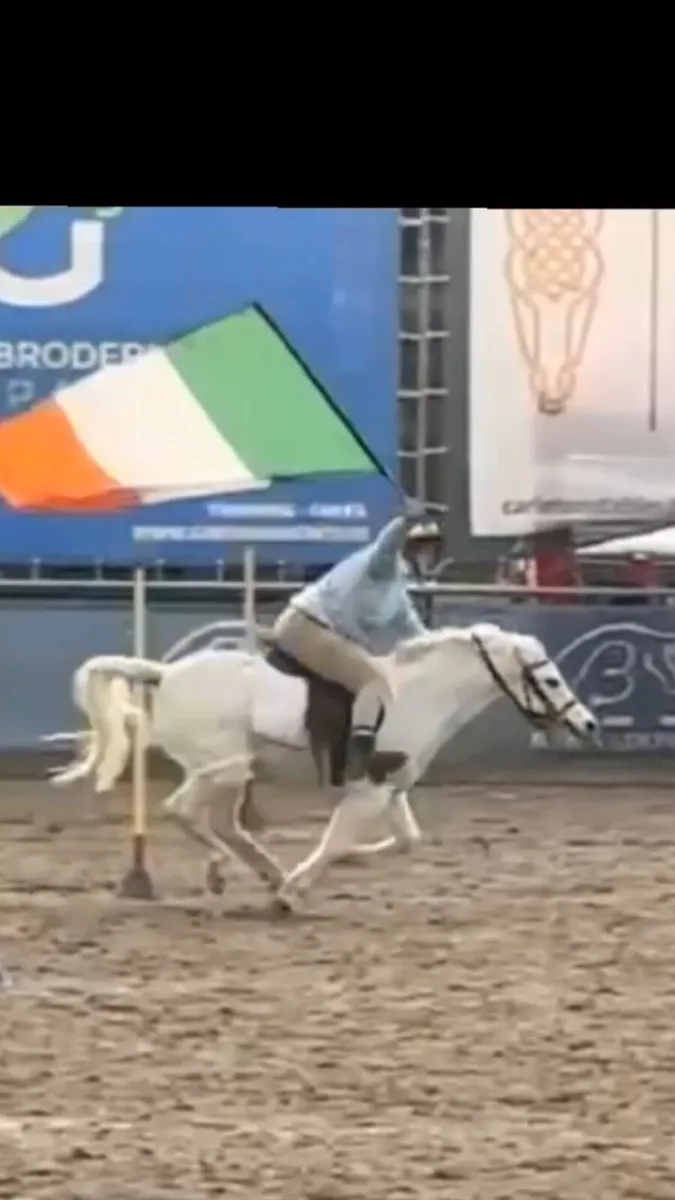 11.2 pony for sale - Image 3