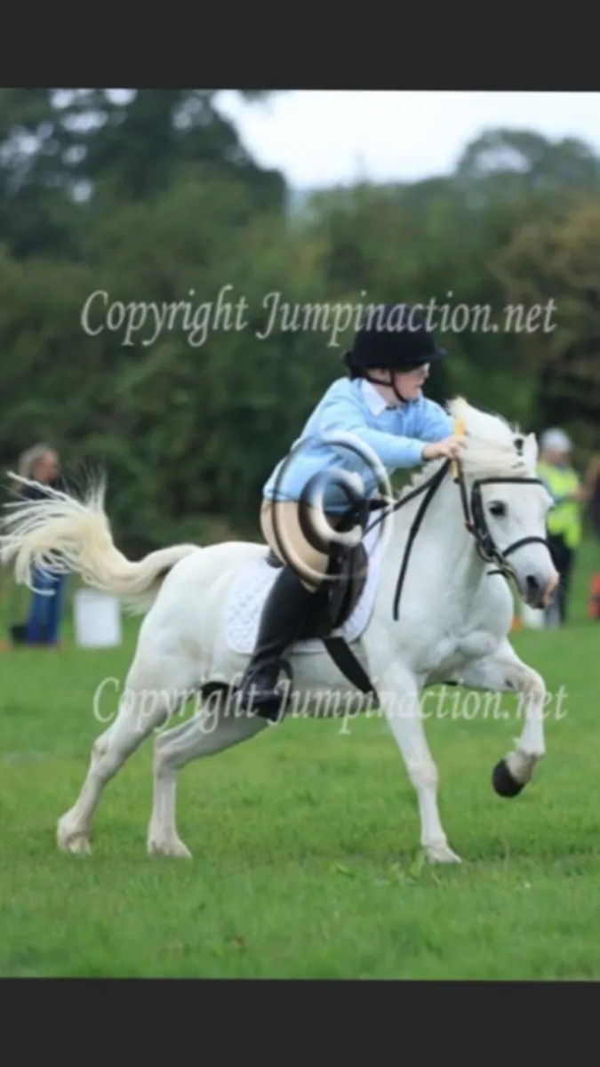 11.2 pony for sale - Image 4