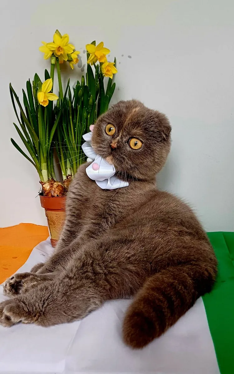 Scottish fold and British Shorthair kittens - Image 1