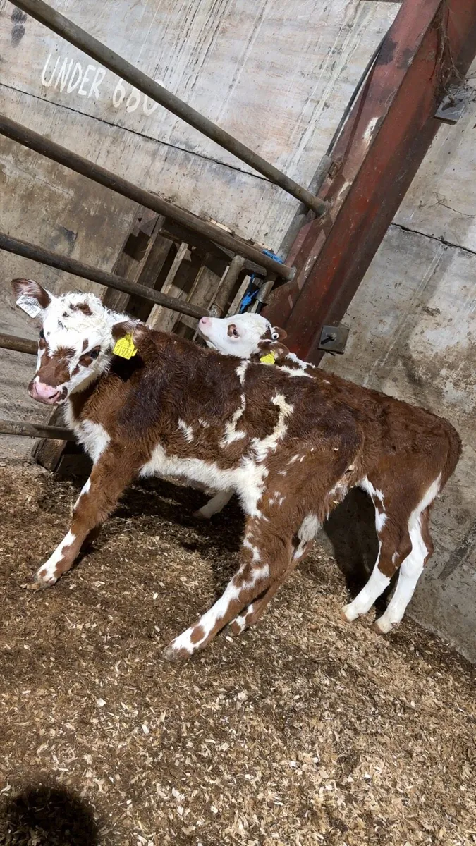 2 red whitehead heifer calves - Image 1