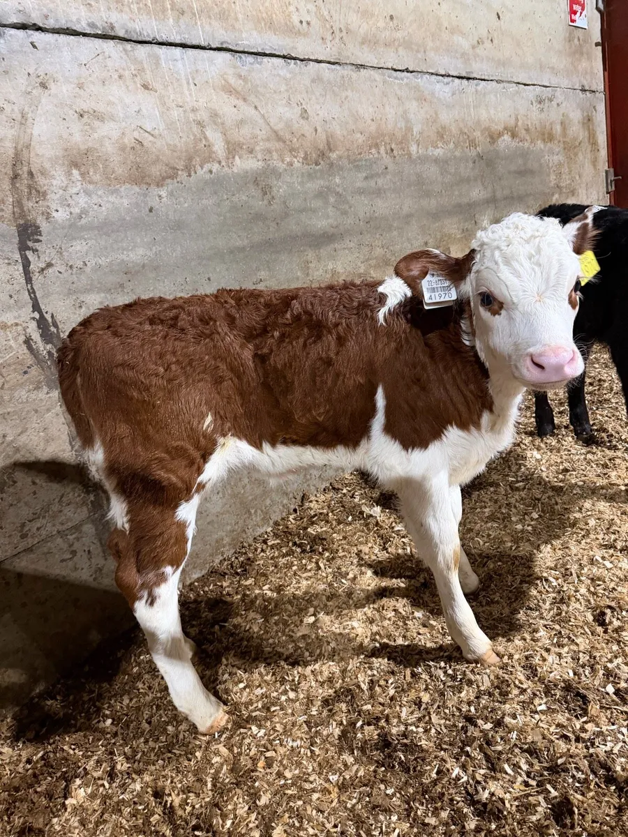 2 red whitehead heifer calves - Image 3