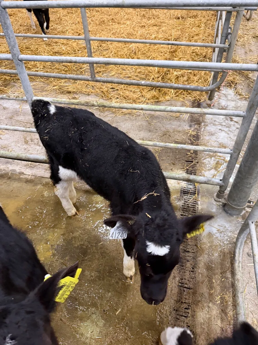 Dairy beef calves - Image 2