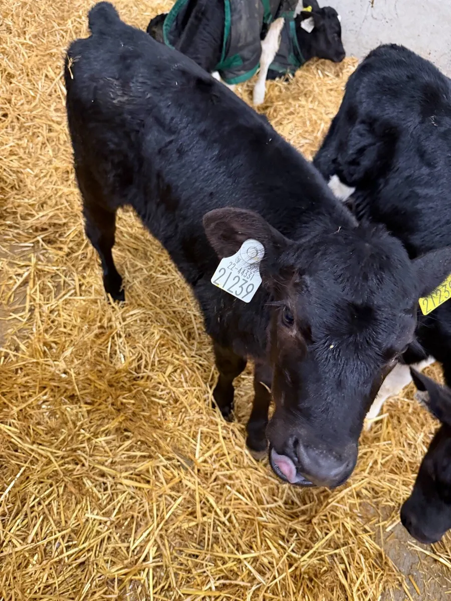 Dairy beef calves - Image 4