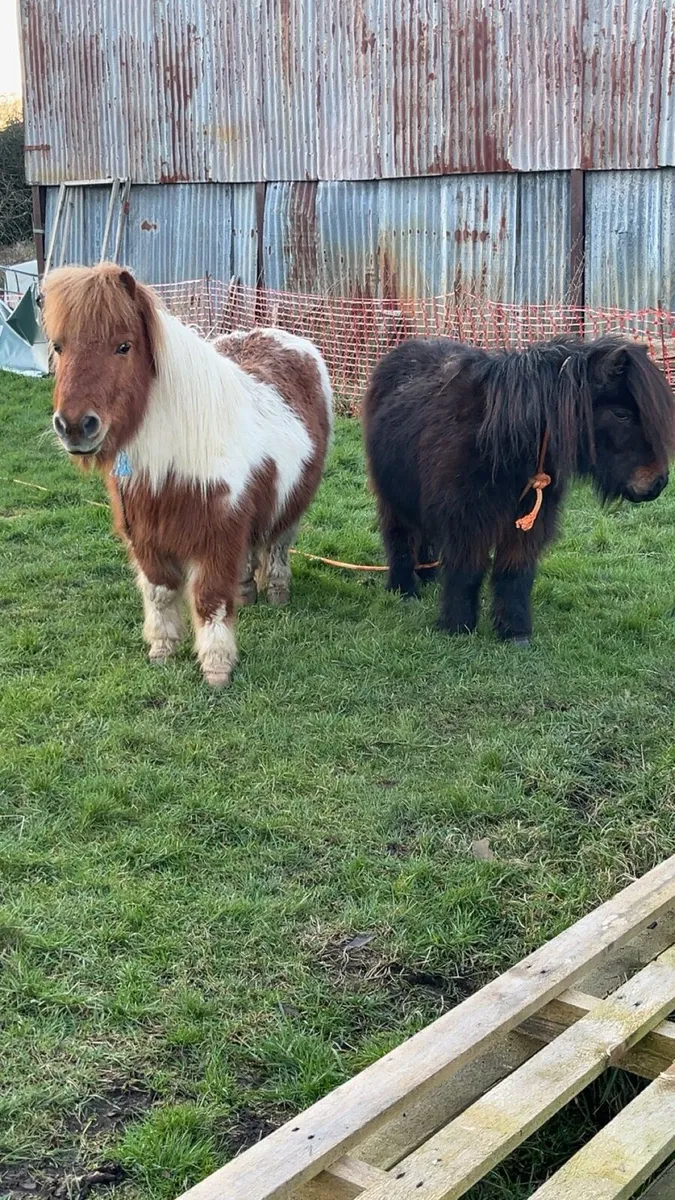 Shetland pony’s