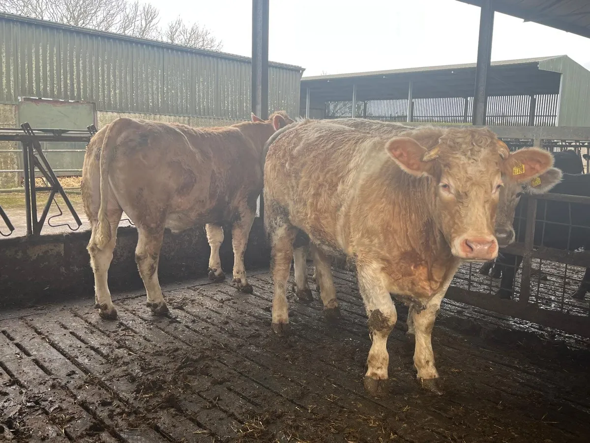 Show and Sale Enniscorthy Mart 24th of February - Image 1