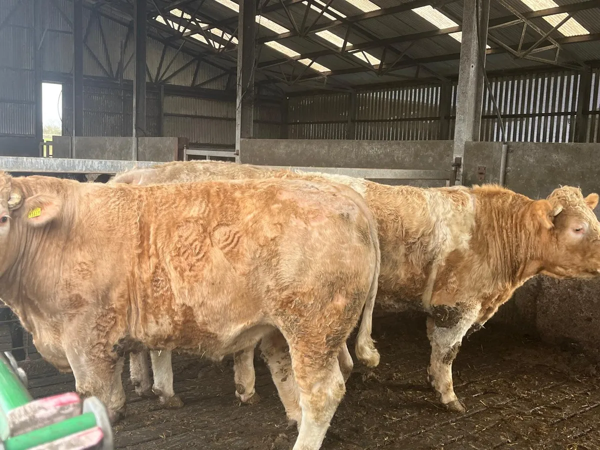 Show and Sale Enniscorthy Mart 24th of February - Image 2