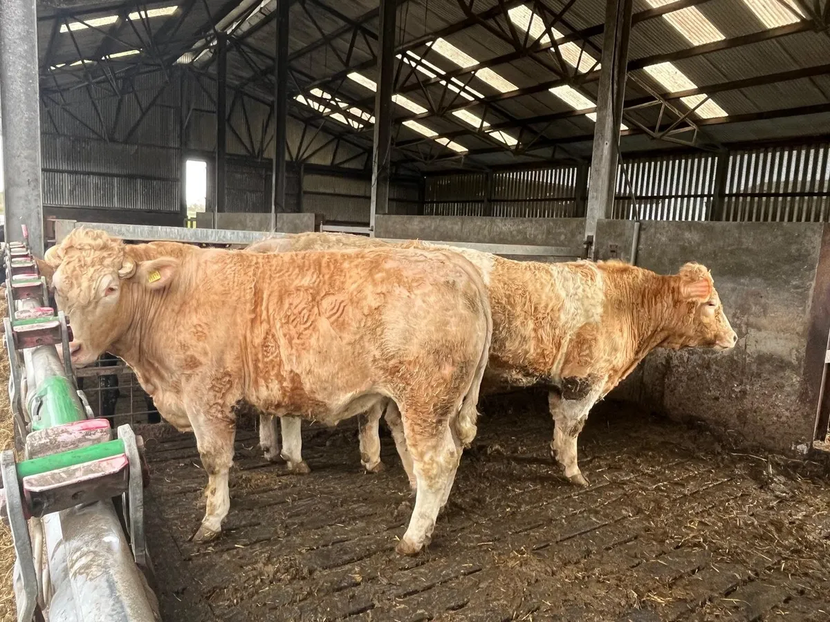 Show and Sale Enniscorthy Mart 24th of February - Image 3