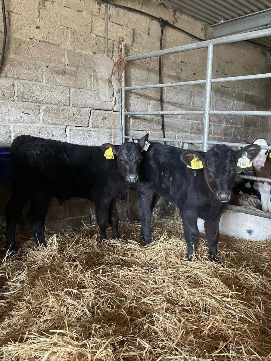 7 Angus bulls Calves - Image 2