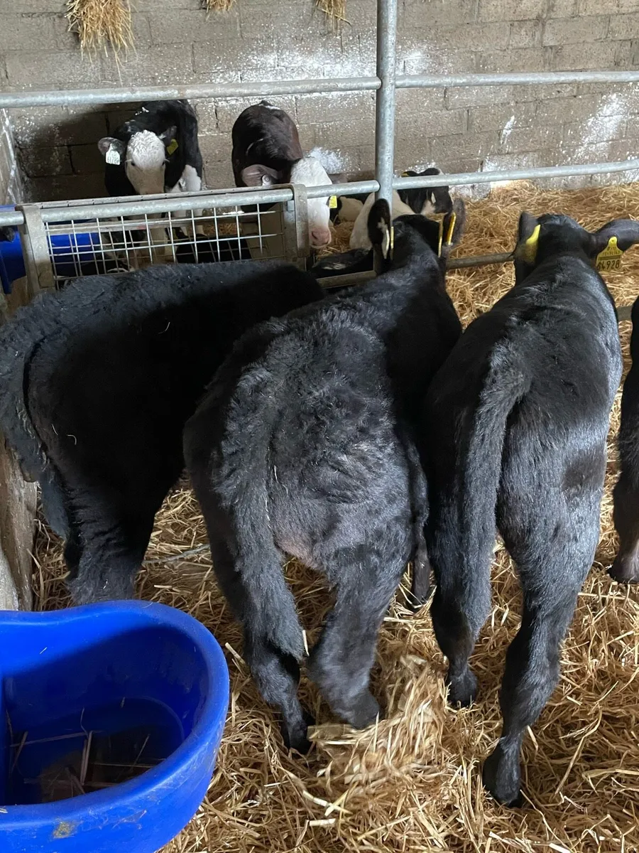 7 Angus bulls Calves - Image 3