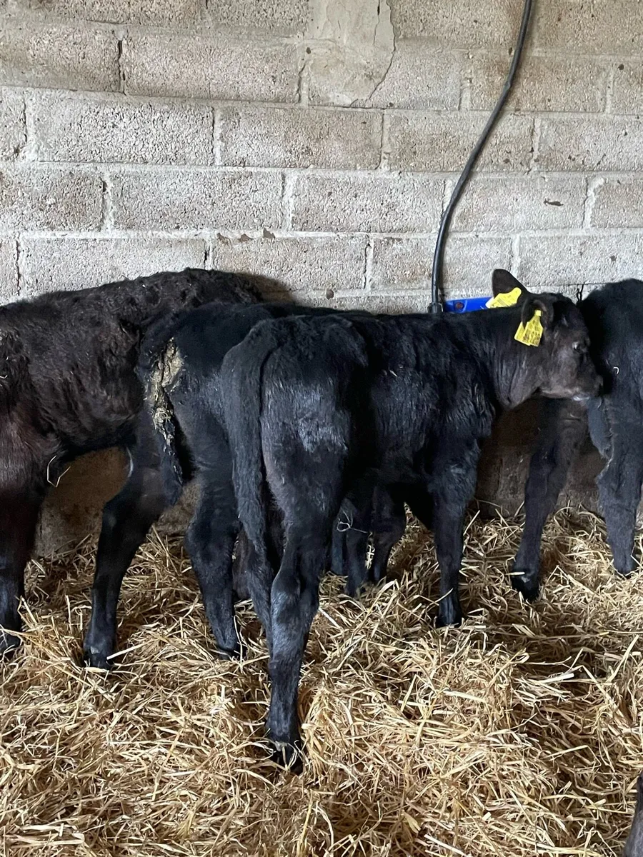 7 Angus bulls Calves - Image 4