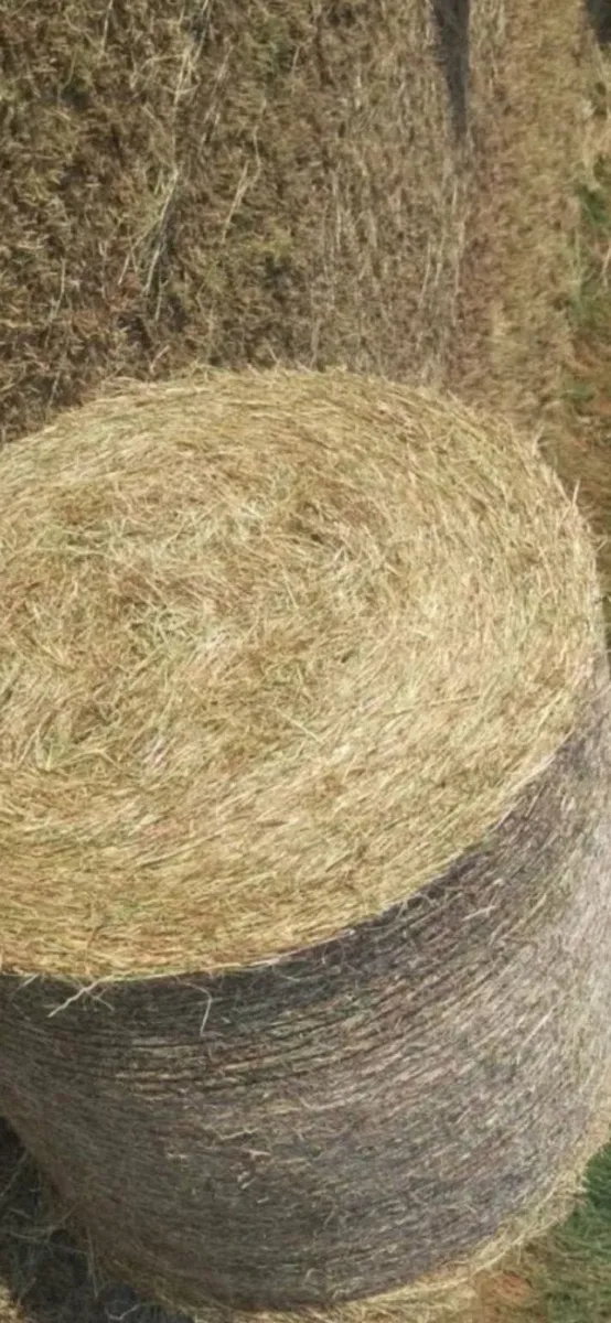 Hay