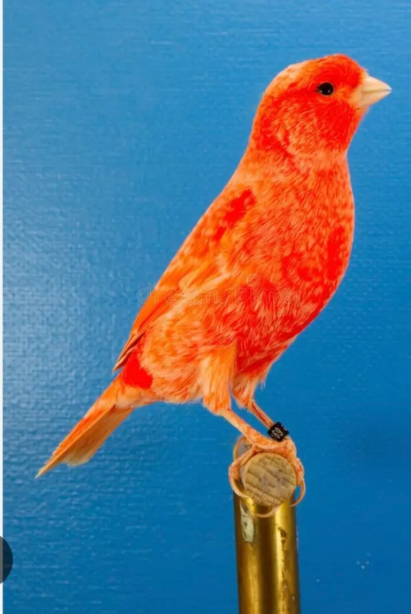 Birds and cages - Image 4