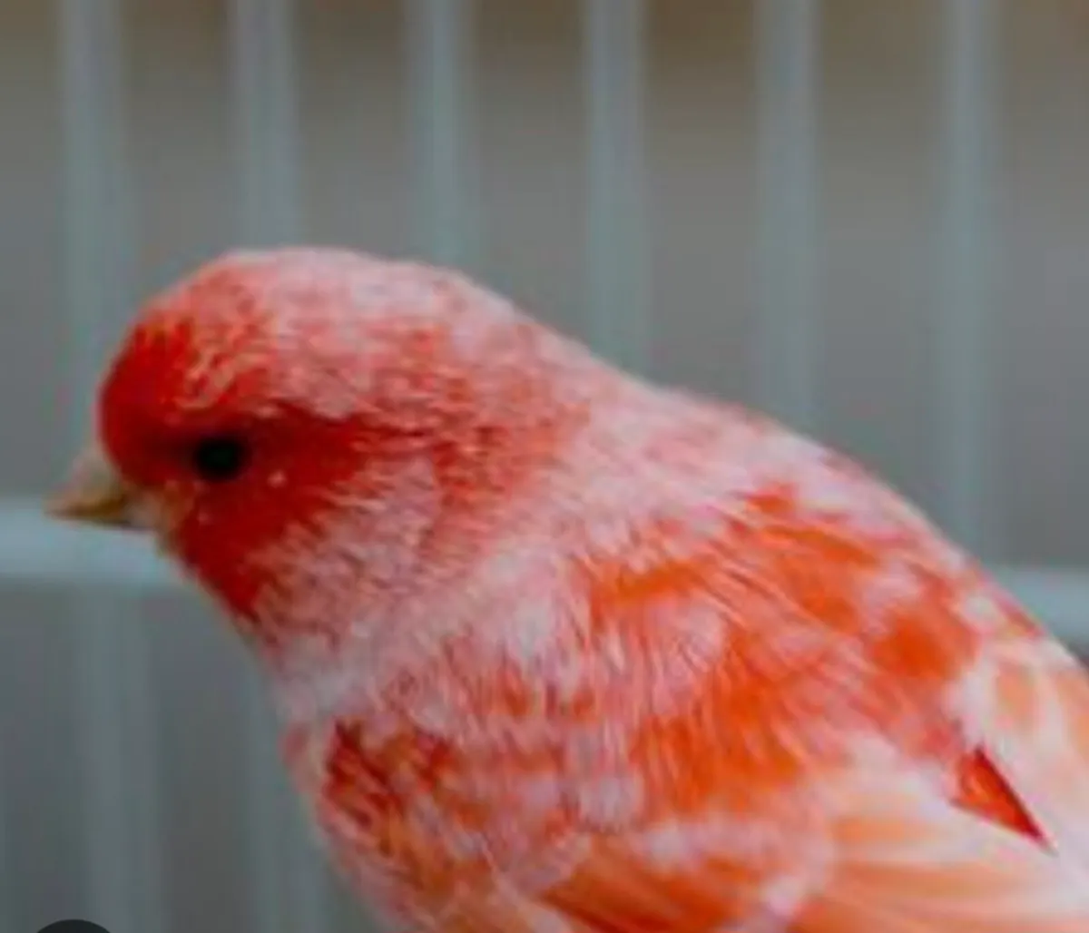 Birds and cages - Image 3