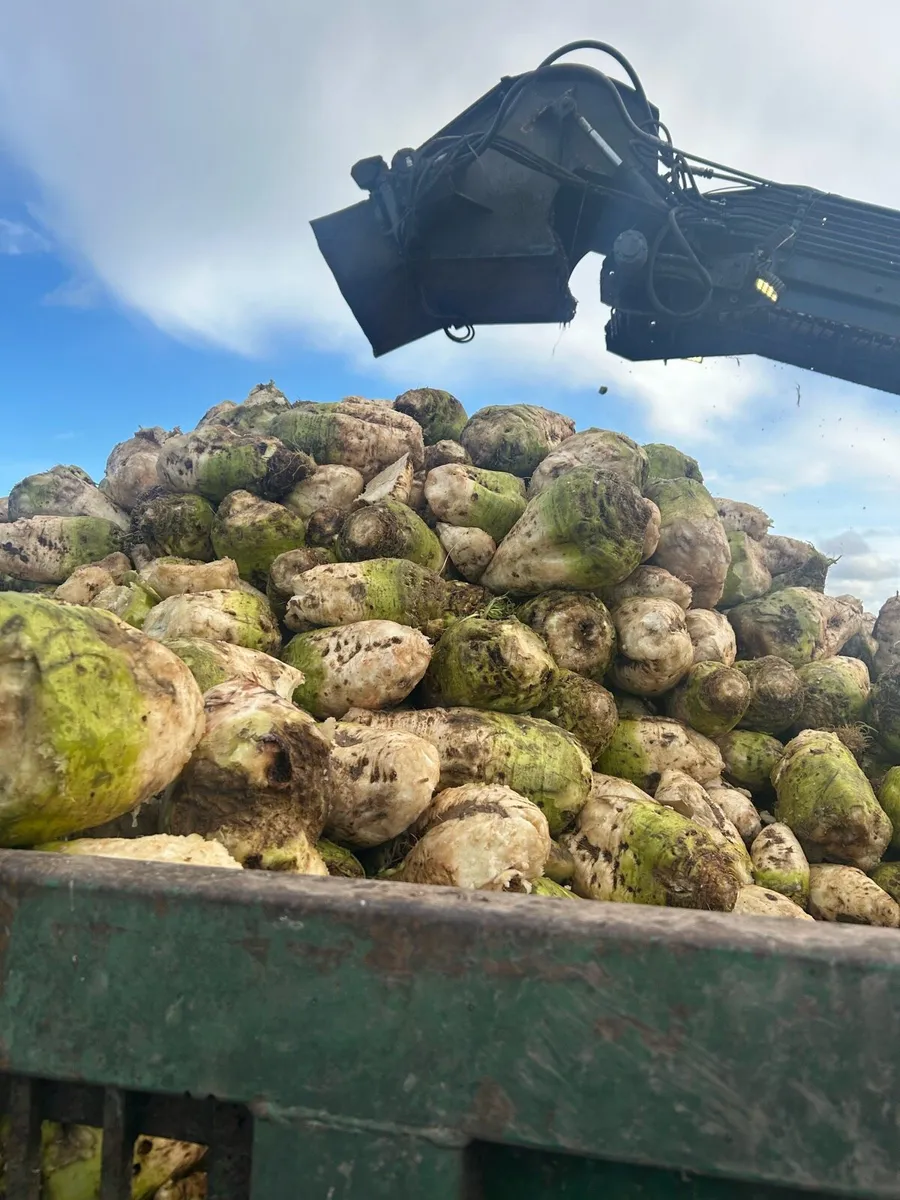 Washed fodder/sugar beet - Image 1