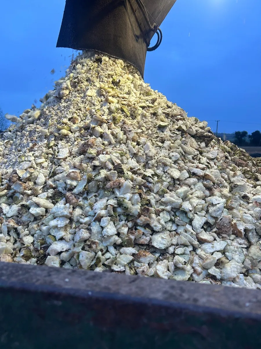 Washed fodder/sugar beet - Image 2