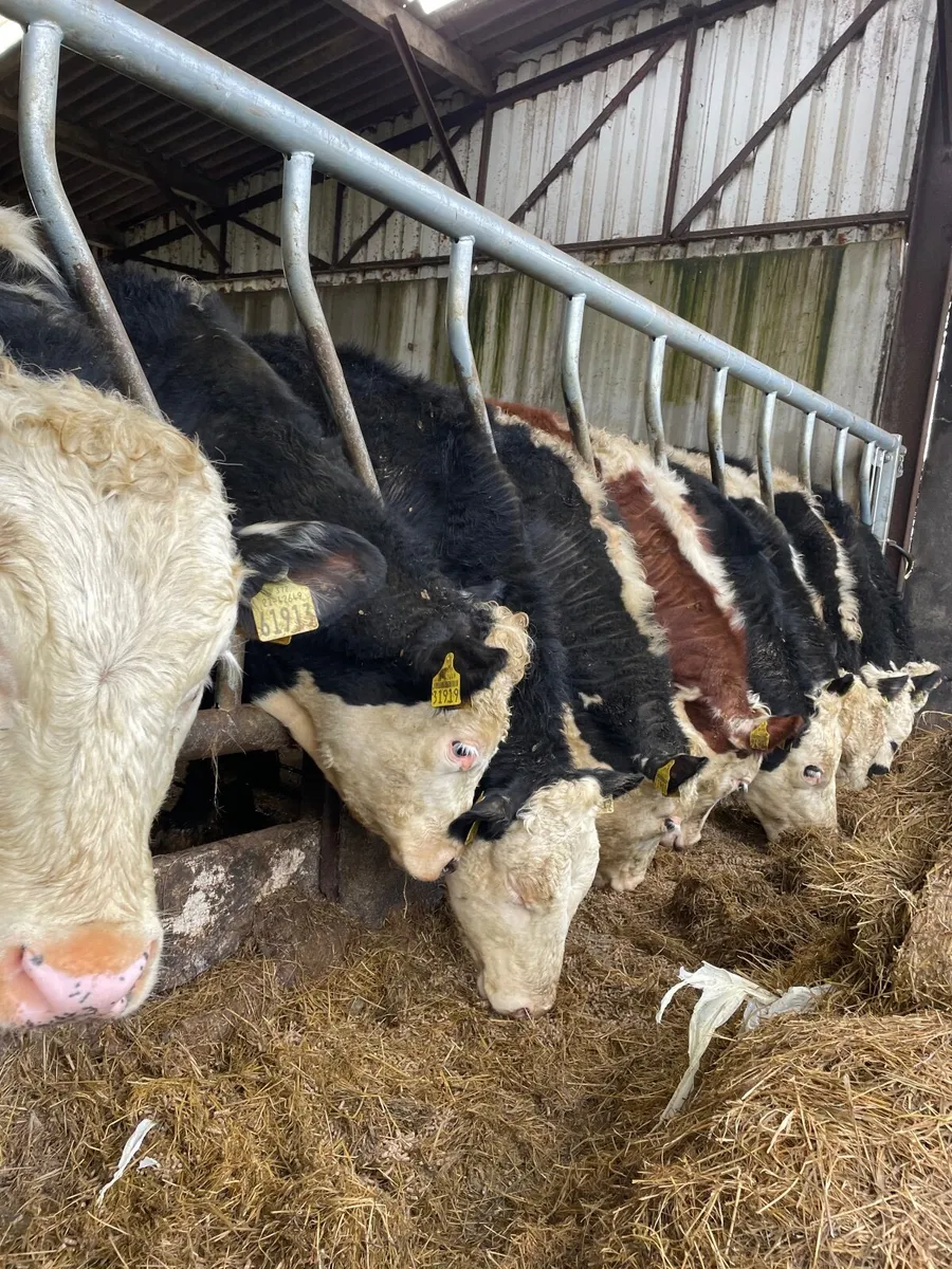 Hereford Yearling bullock - Image 2