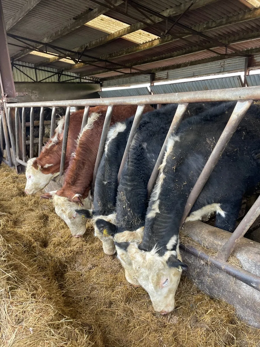 Hereford Yearling bullock - Image 3