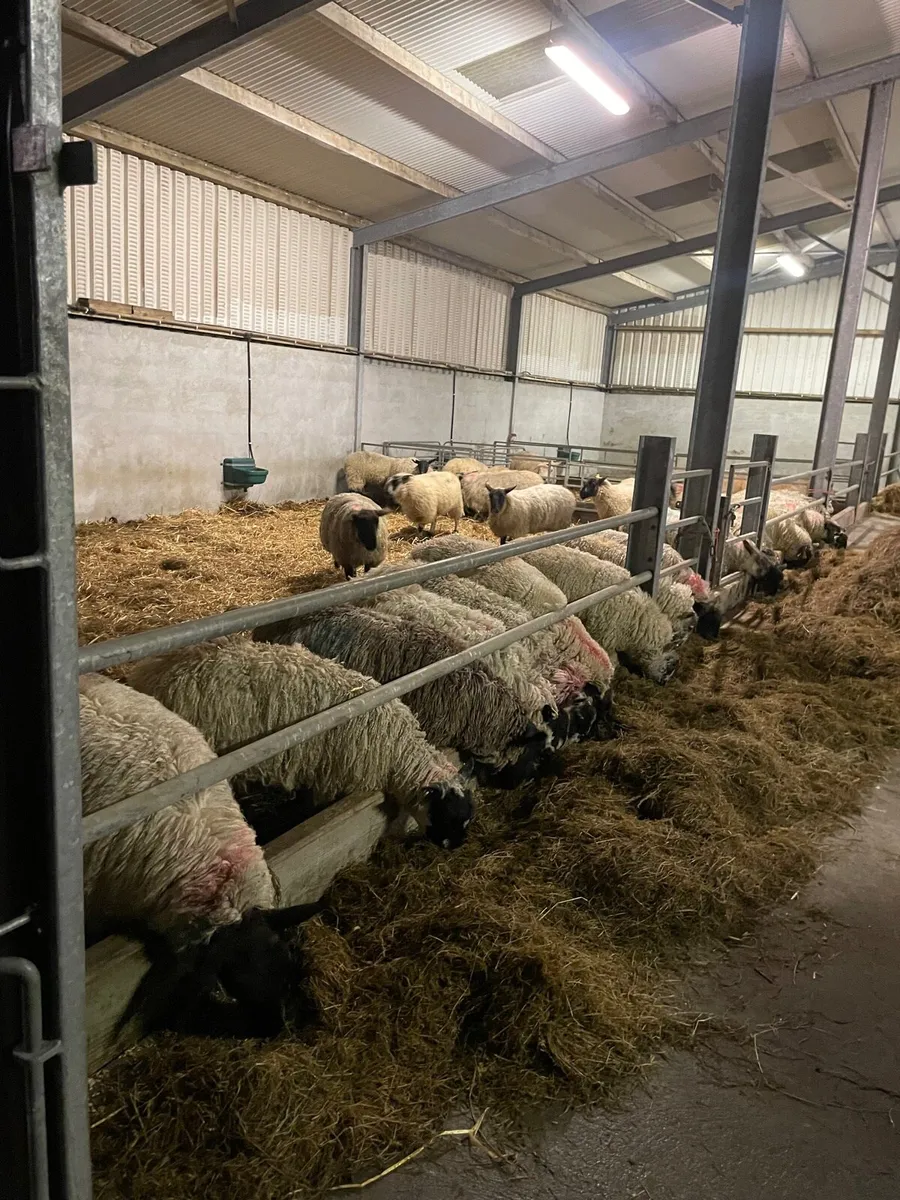 Ewe hoggets - Image 3