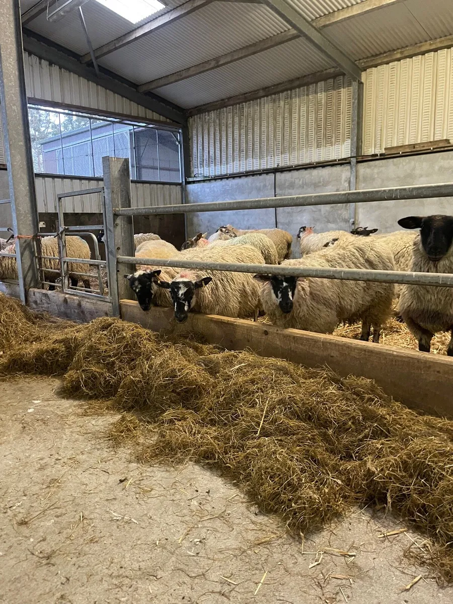 Ewe hoggets - Image 4