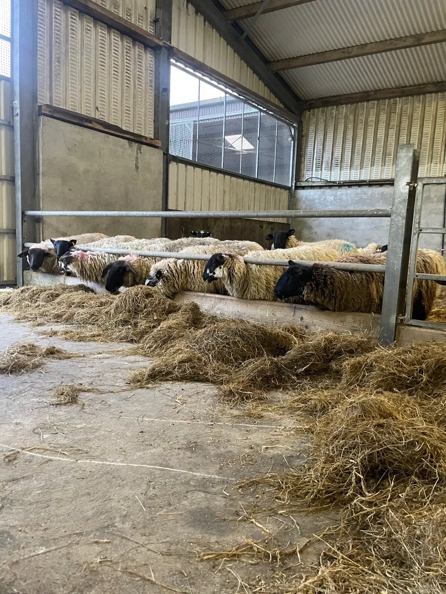 Ewe hoggets - Image 1