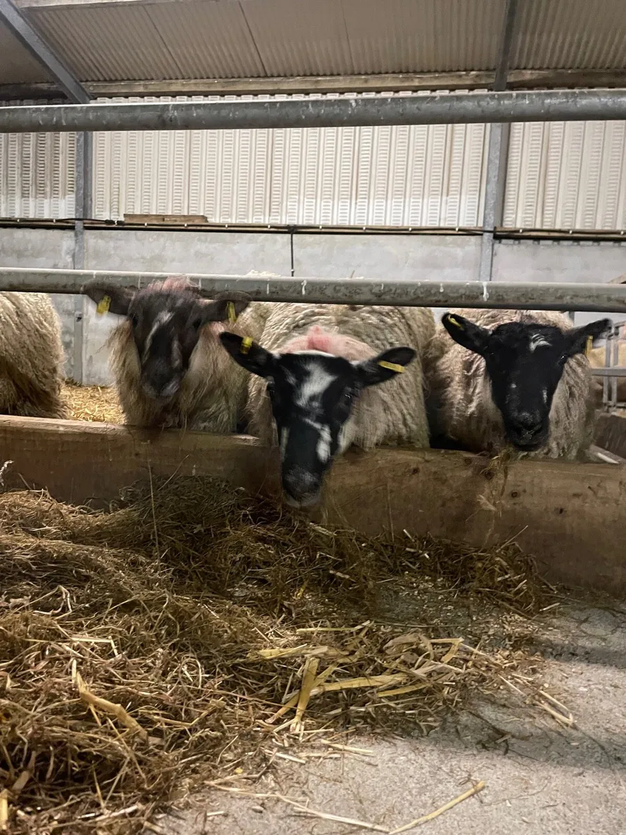 Ewe hoggets - Image 2