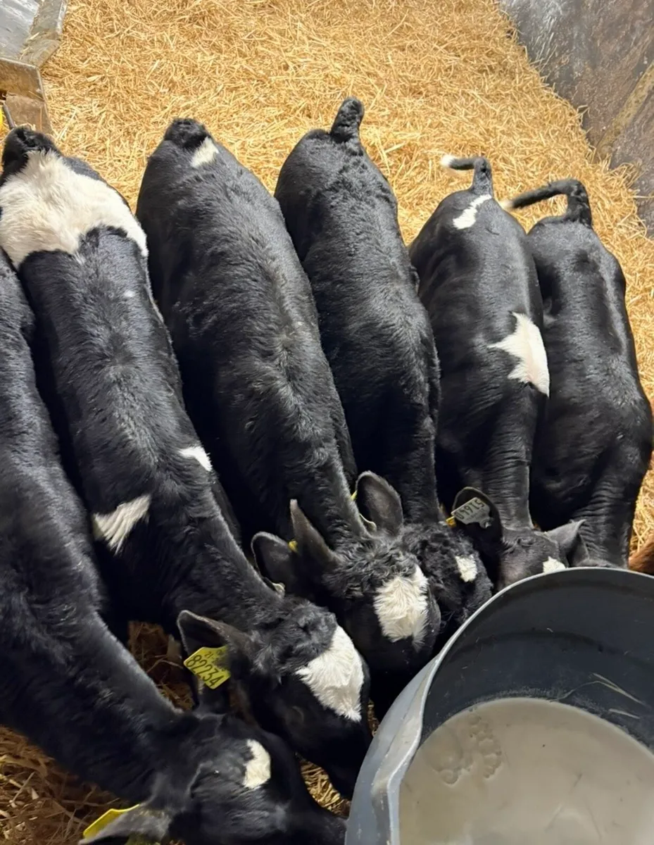 6 top quality British fr bulls (No Movements) - Image 1