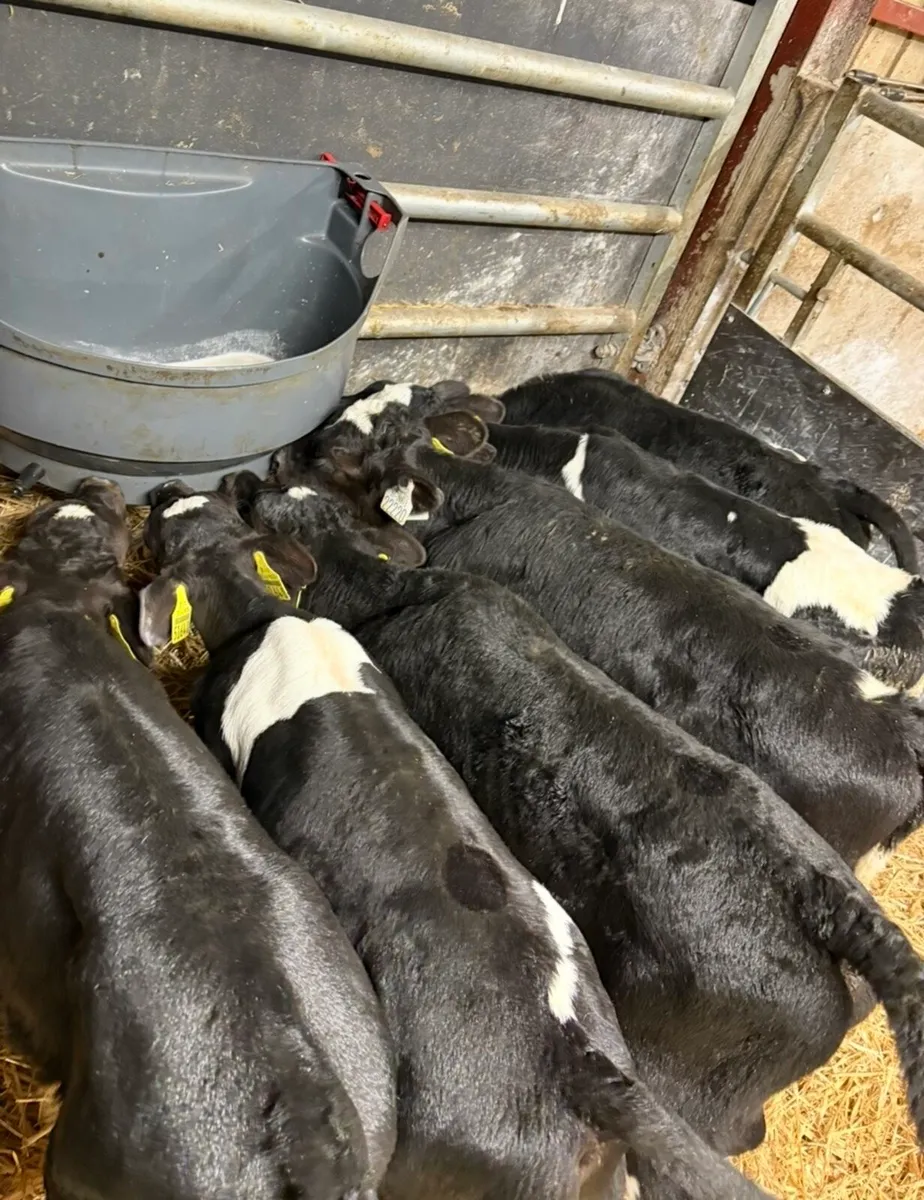 6 top quality British fr bulls (No Movements) - Image 2