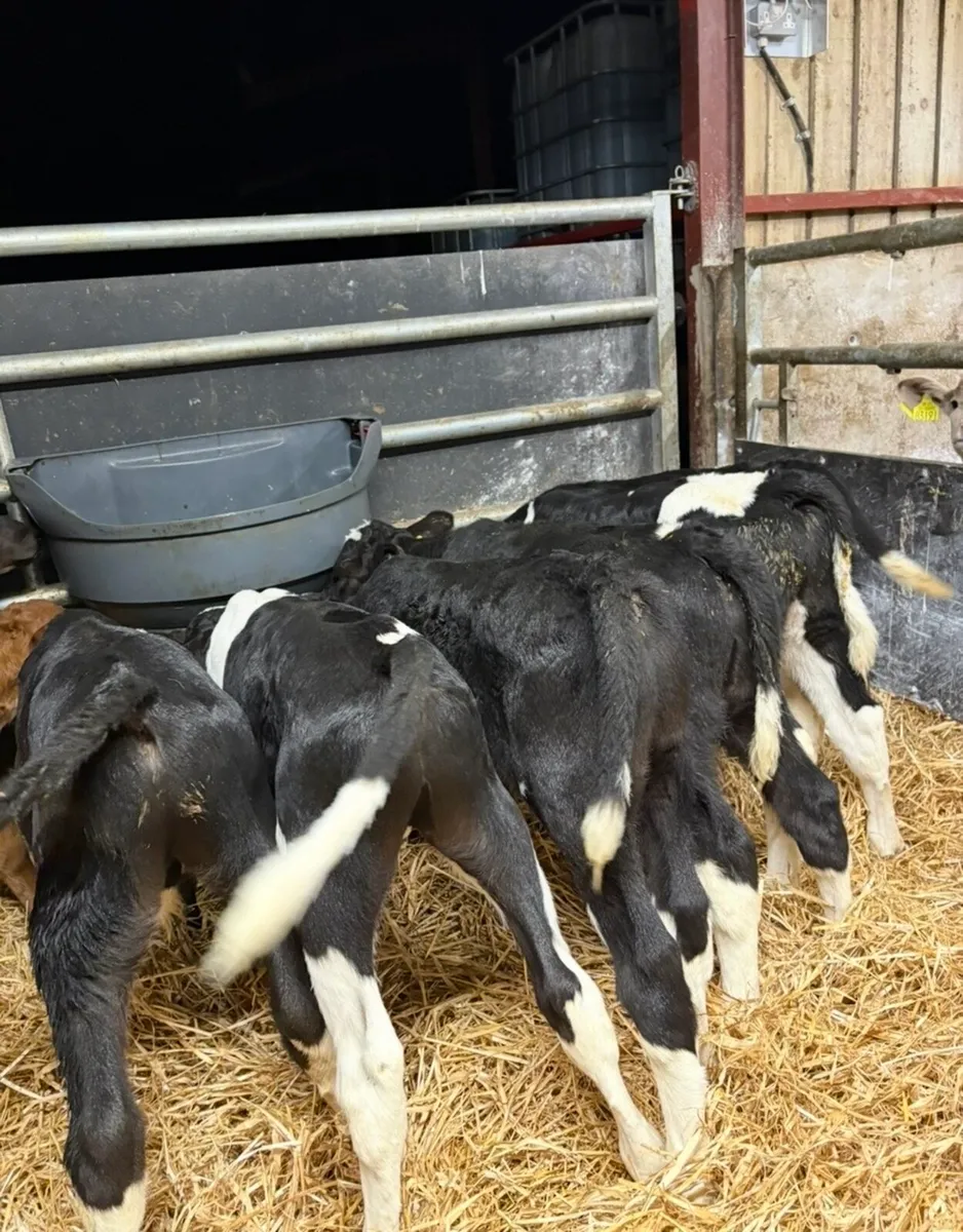 6 top quality British fr bulls (No Movements) - Image 3