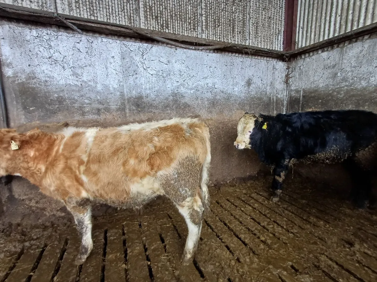 Aberdeen Angus Weanling Bulls - Image 2