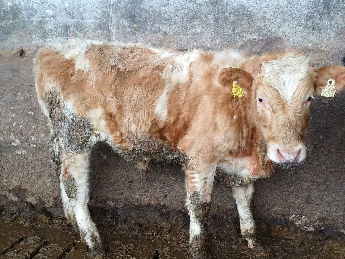 Aberdeen Angus Weanling Bulls - Image 4