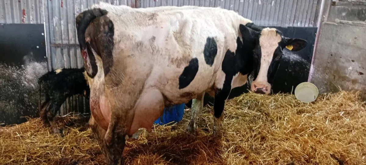 Freshly calved cows to rear calves