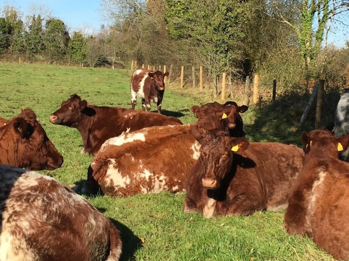 Shorthorn pedigree bulls