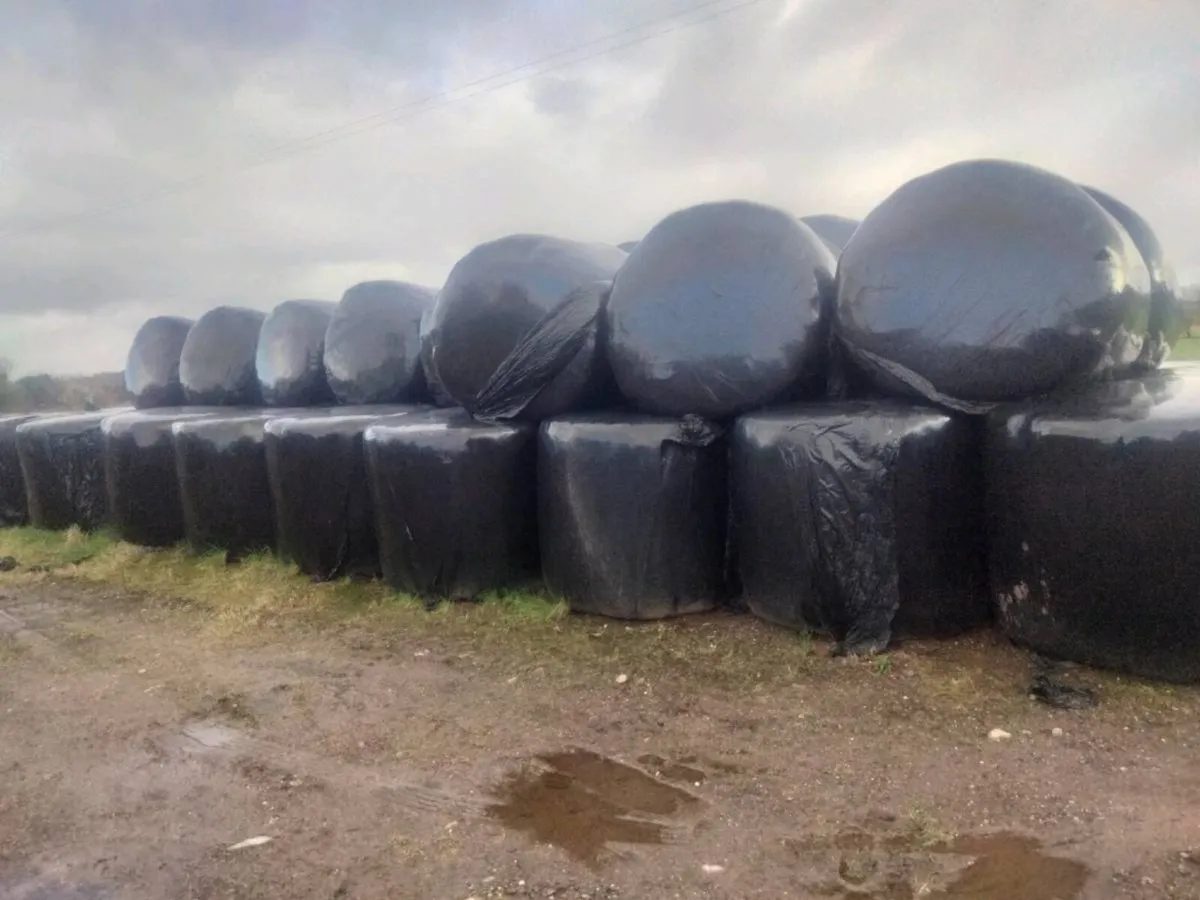 Bales of silage