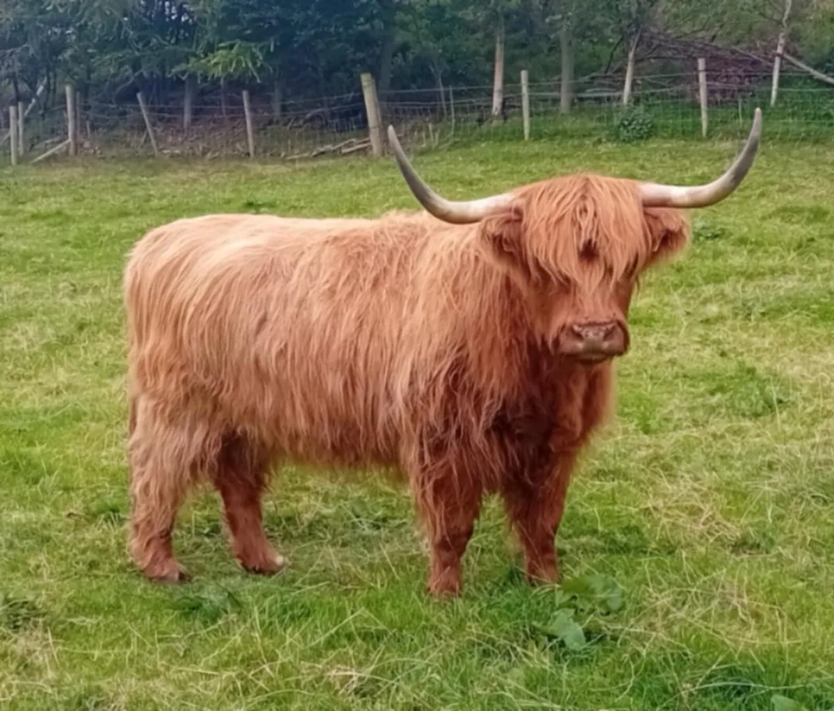 Highland cow - Image 1