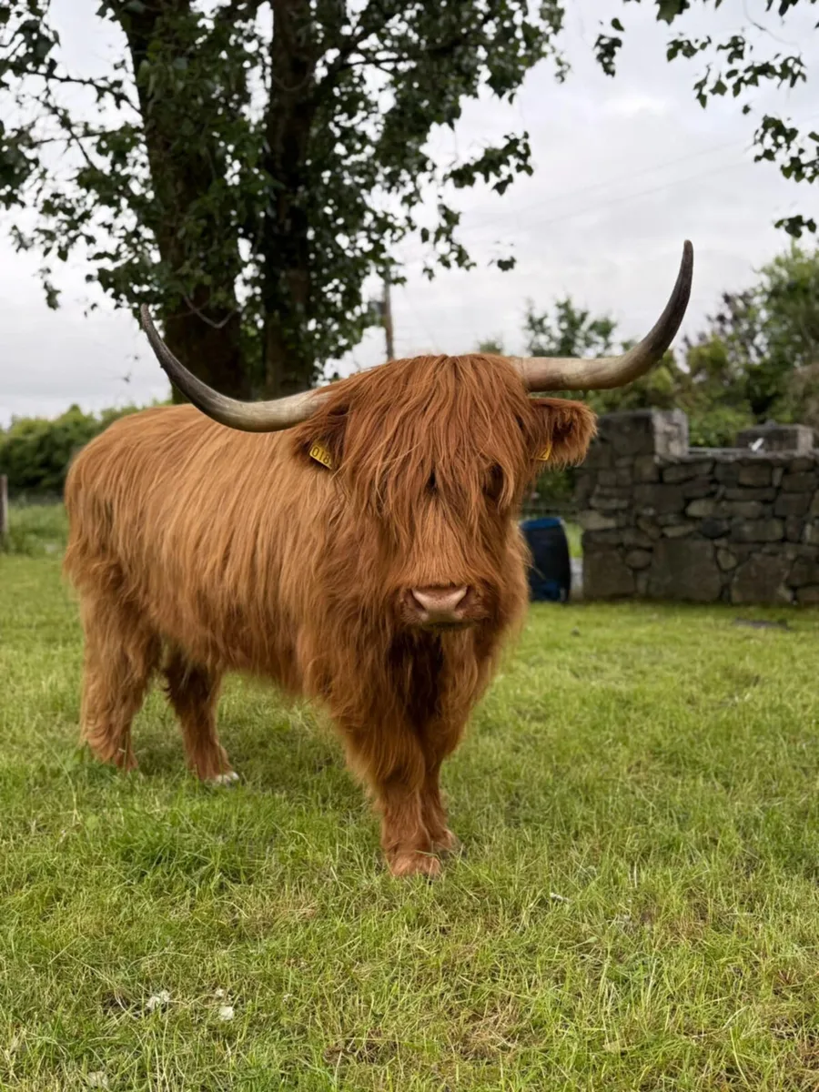 Highland cow - Image 2