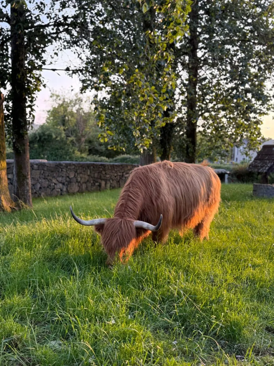 Highland cow - Image 3