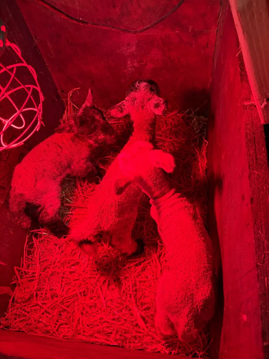 Pet lambs - Image 3
