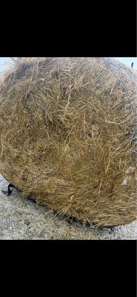 Silage - Image 2