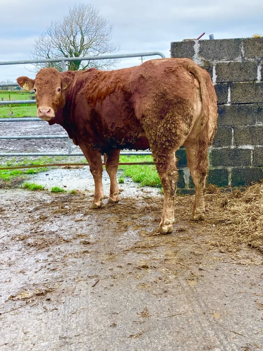 *** 2 Super In Calf Heifers *** - Image 2