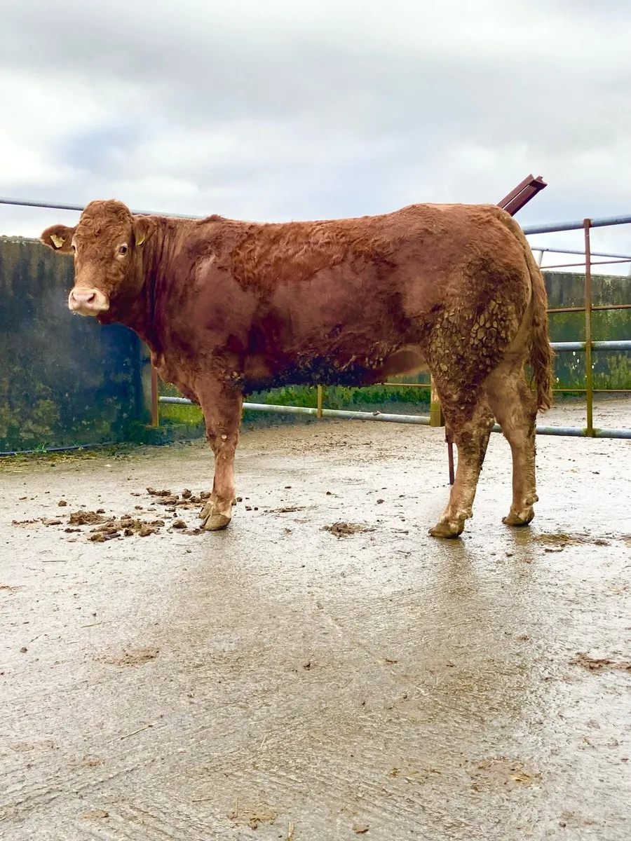 *** 2 Super In Calf Heifers *** - Image 1