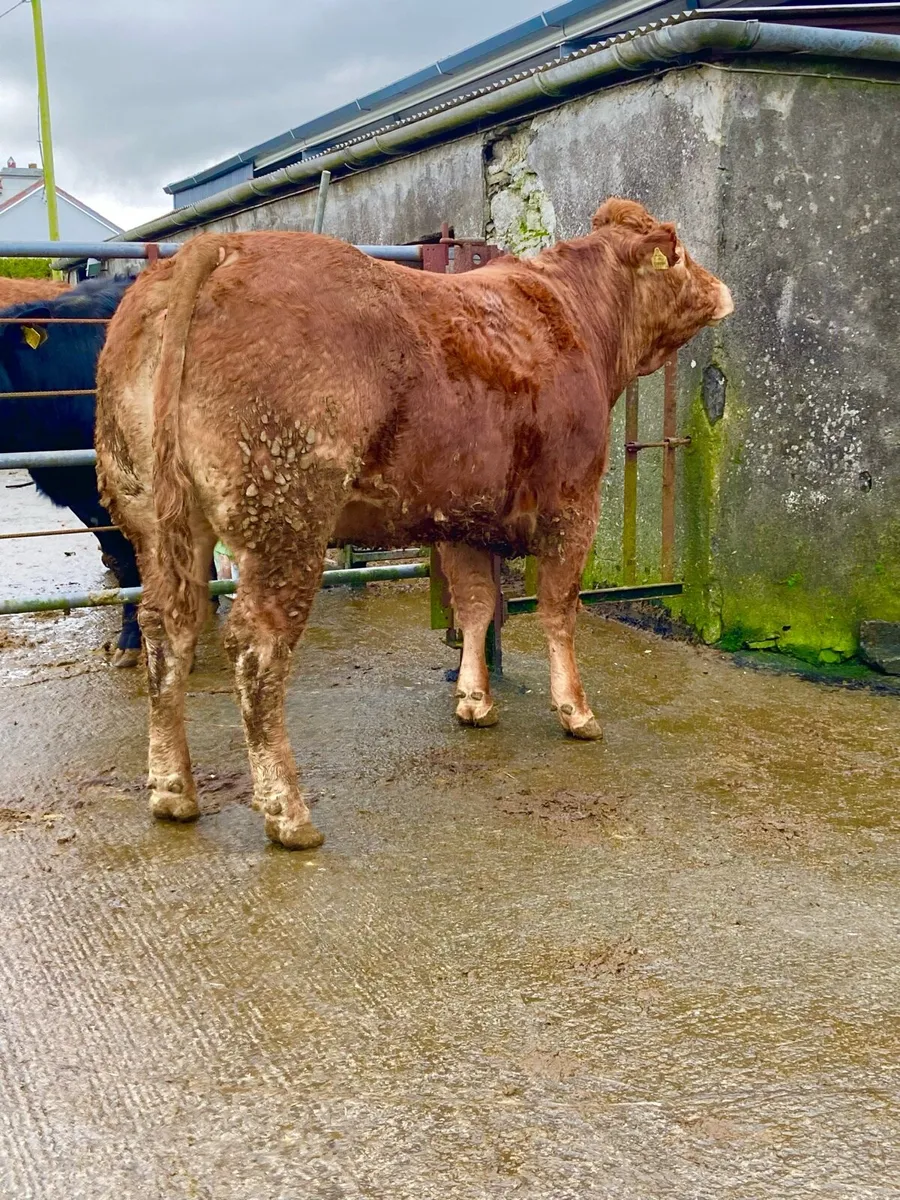 *** 2 Super In Calf Heifers *** - Image 3