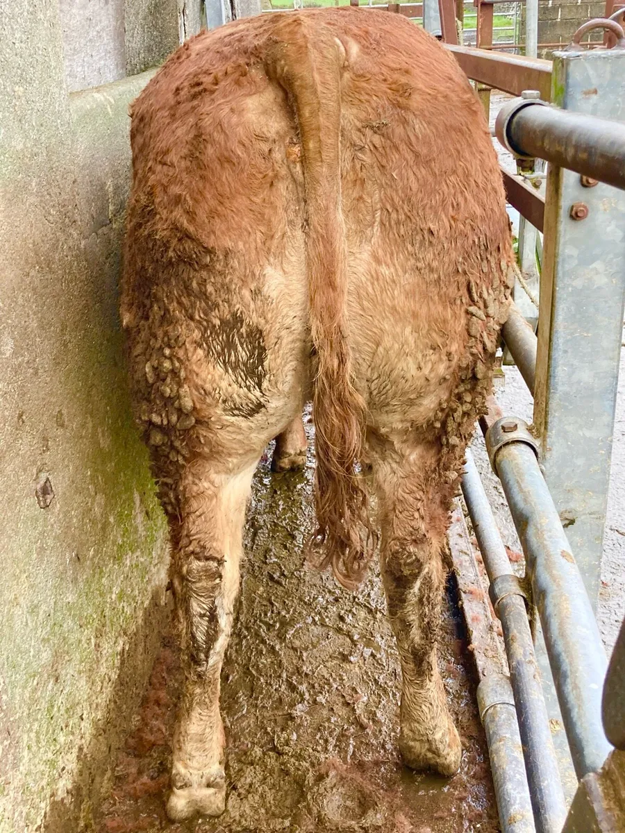 *** 2 Super In Calf Heifers *** - Image 4