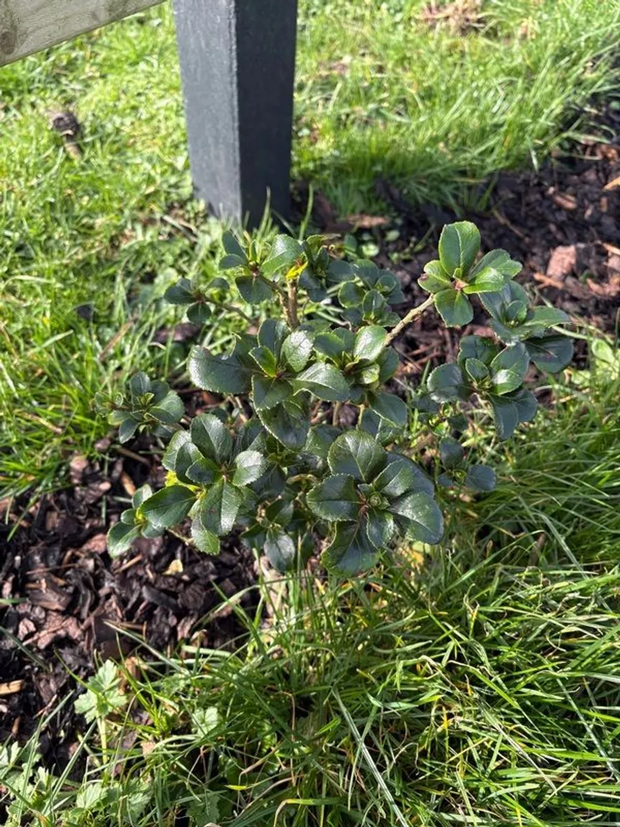 Escallonia Hedge - Image 1