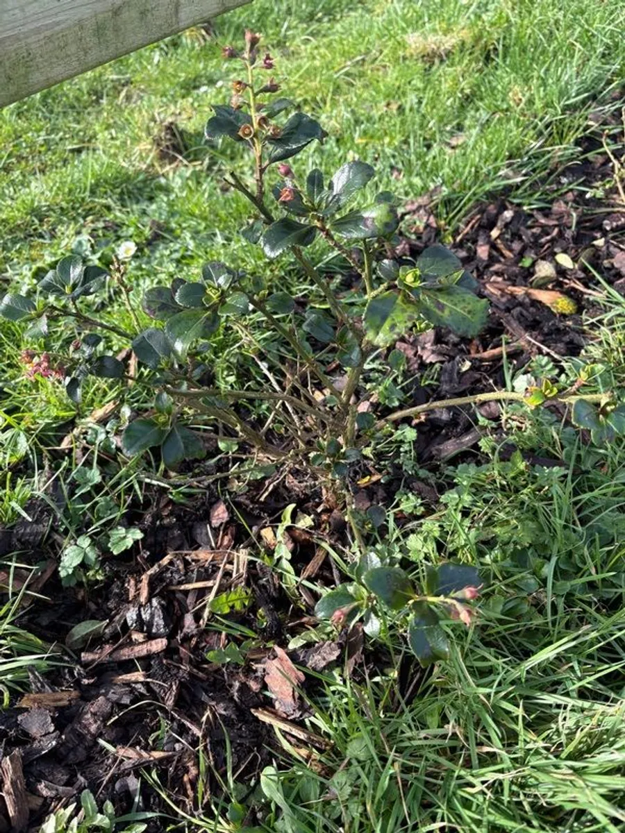 Escallonia Hedge - Image 2