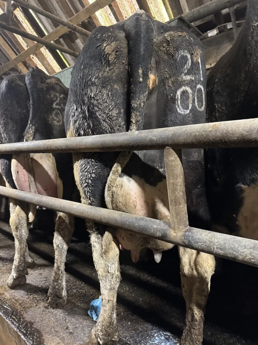 Pedigree registered Friesan bulls - Image 1